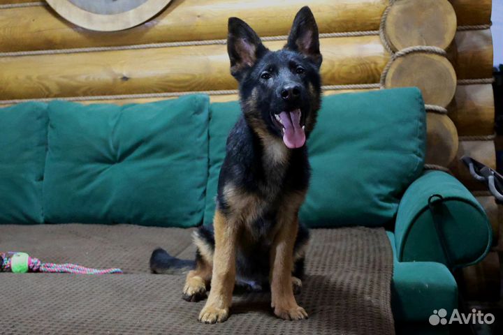 Красивый черномасочный мальчуган