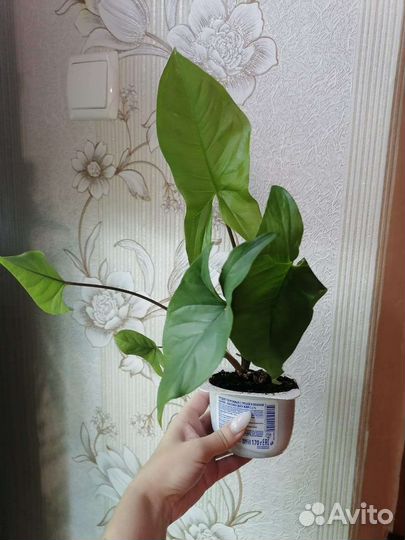 Все по 50