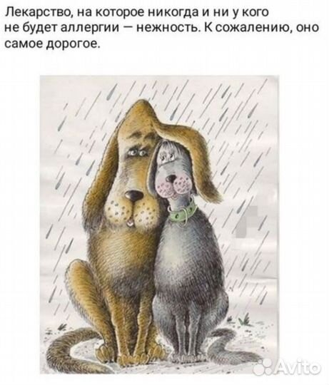 Консультации ветеринарного врача