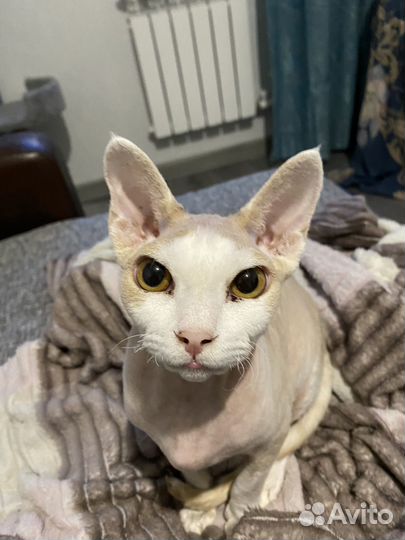 Кудрявая кошка