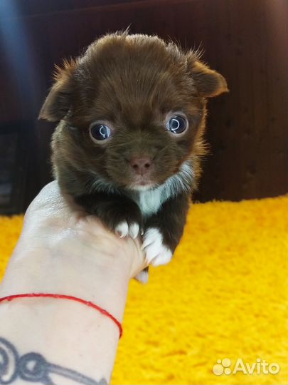 Чихуахуа маленький мальчик