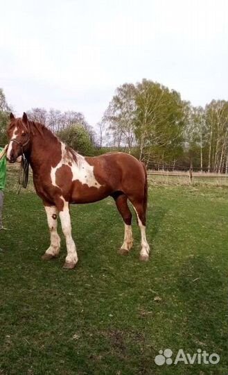 Жеребец, полутяж