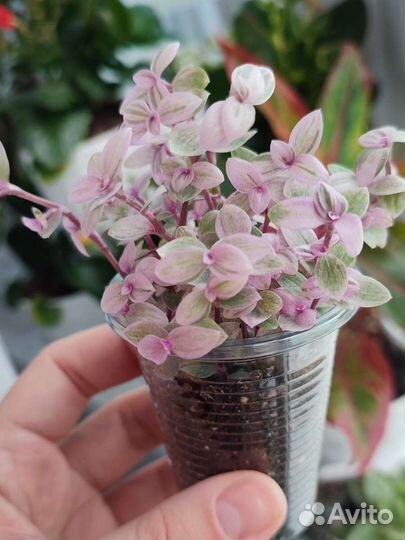 Каллизия розовая пантера