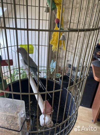 Попугай кольчатый вместе с клеткой