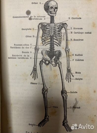 Антикварная научная книга с Гравюрами 1887 год