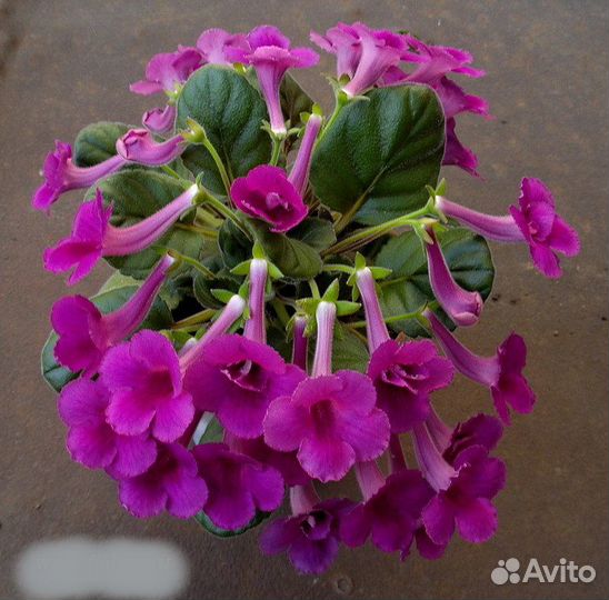 Коллекционные синнингии (Sinningia) -виды, гибриды