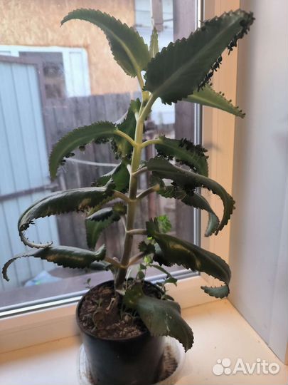 Каланхоэ лечебное