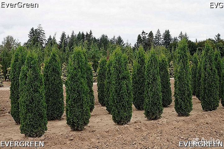 Туя смарагд