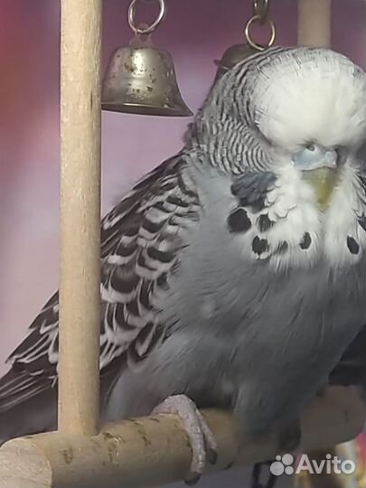 Волнистый попугай. Выставочный.Птенчики есть