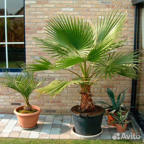 Семена Вашингтонии Нитчатой