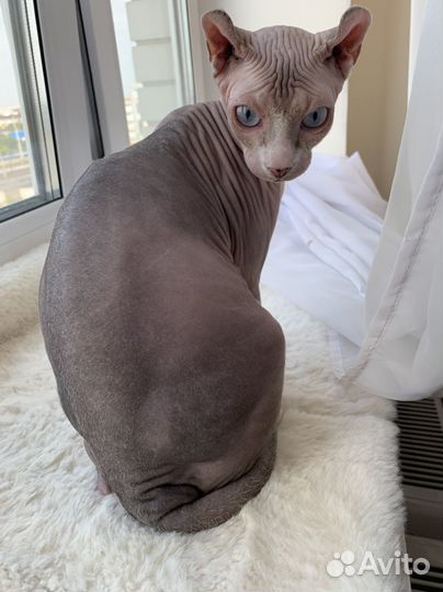 Сфинкс двэльф - вязка