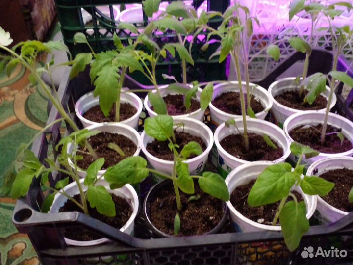 Рассада помидор и перцев и капуста