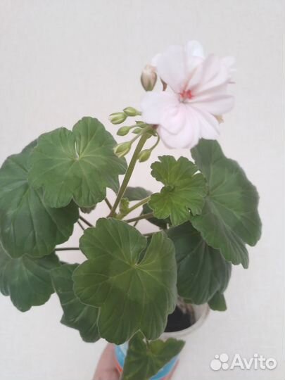 Пеларгонии сортовые