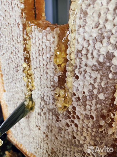 Свежий мёд 2023