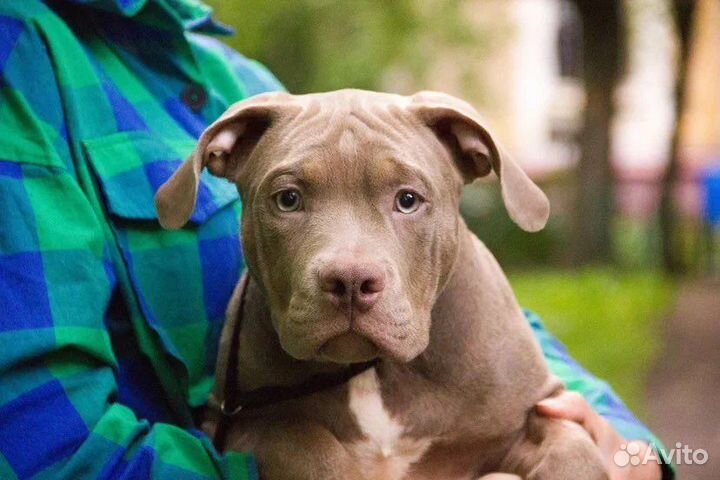 Щенки американский булли