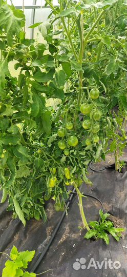 Капельный полив жук 60