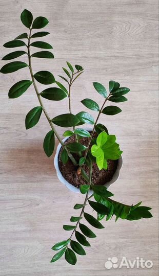 Замиокулькас