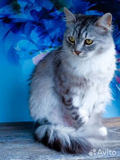 Кошка Мася, 2 года