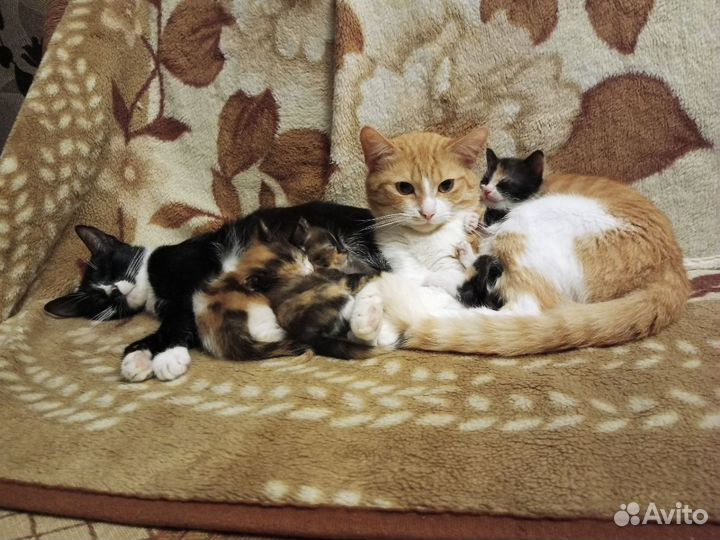 Котята в добрые руки