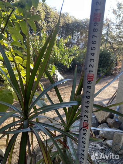 Драцена маргината