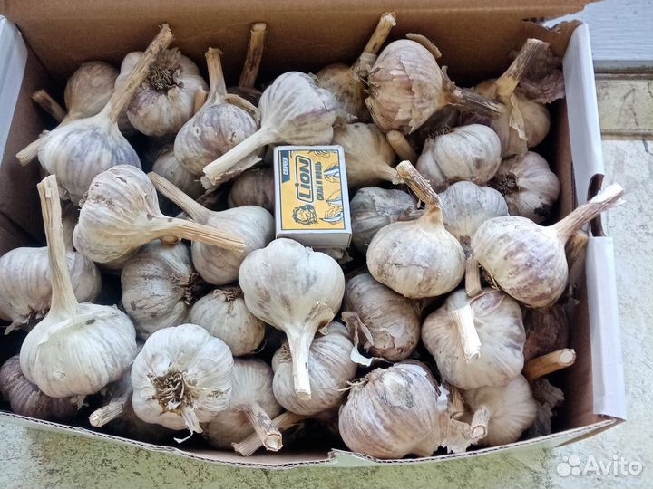 Чеснок на посадку