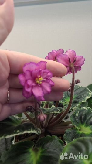 Dn Малиновый ликер