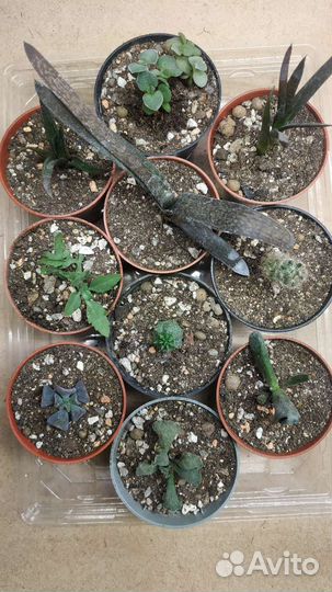 Набор суккулентов растения для флорариума садика