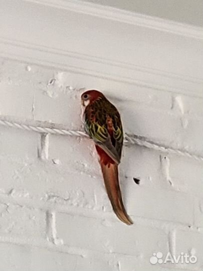 Попугай розелла с клеткой