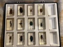 Коллекция "насекомые и их знакомые"