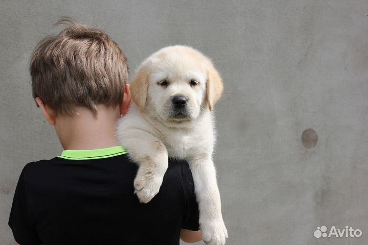 Щенки лабрадора