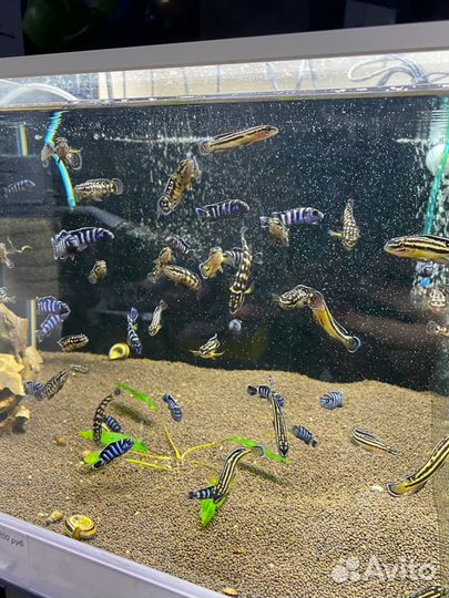 Аквариумные рыбки