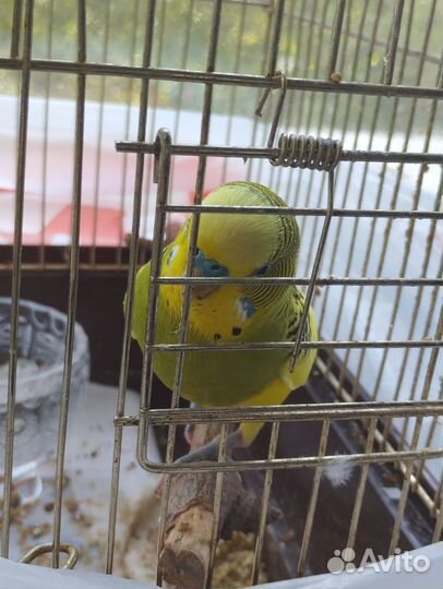 Отдам в добрые руки попугая