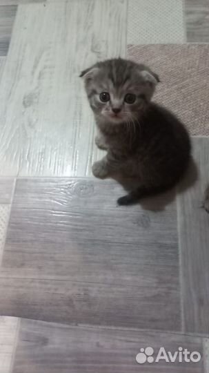 Вислоухий кот