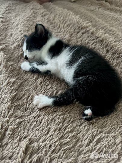 Подарим котят в добрые руки