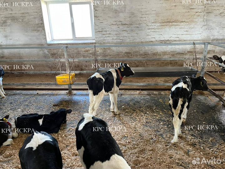 Бычки холмогоры, телки голштины
