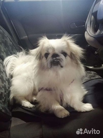 Императорский пекинес