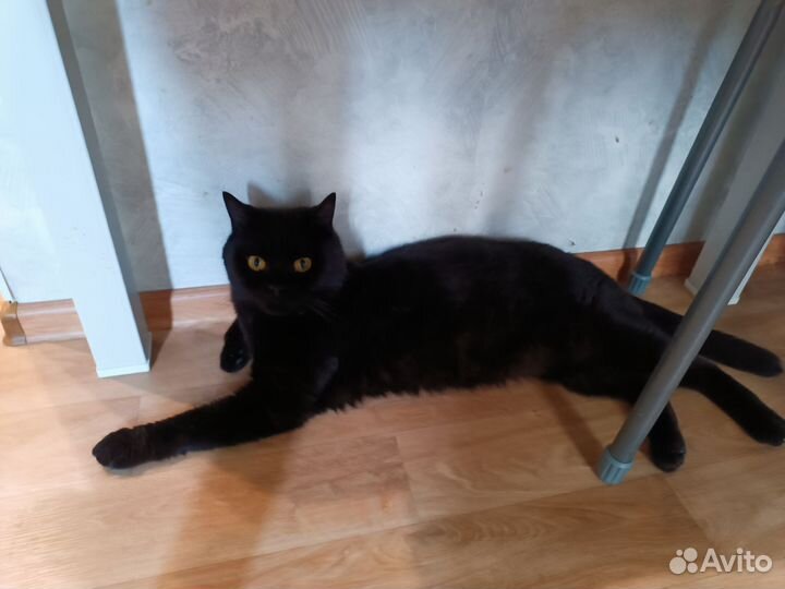 Отдам кота британца