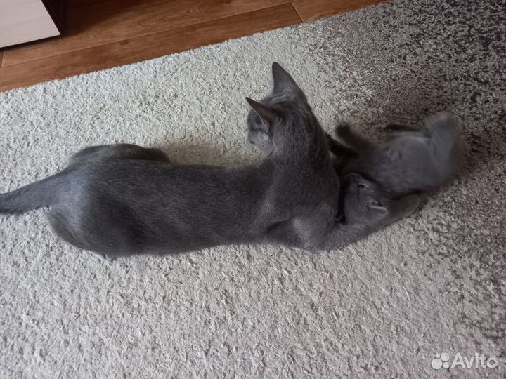 Кошка (помесь русской голубой)