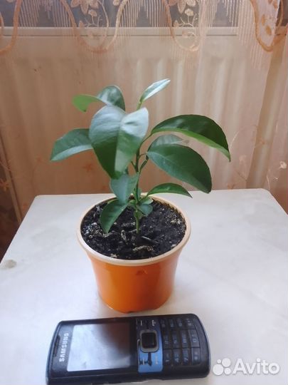 Саженец лимона из семечка,возраст год