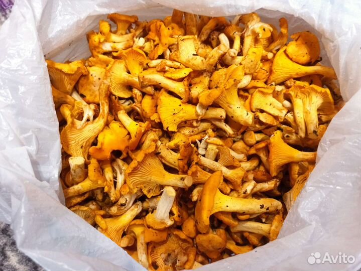 Грибы лисички
