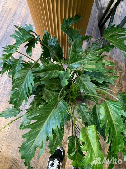 Филодендрон 90 см