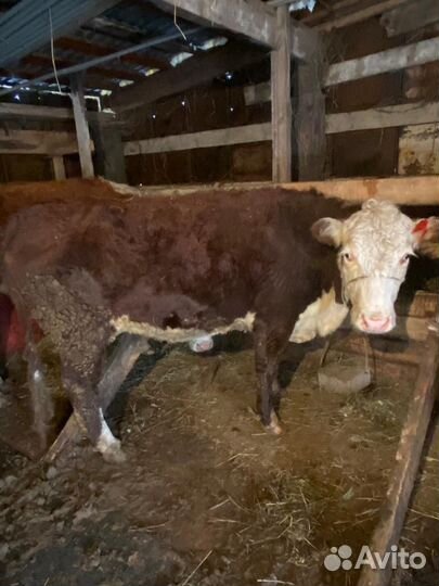 Продам стельных коров герефордов