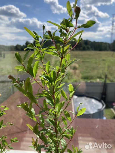 Цветущие комнатные гранаты