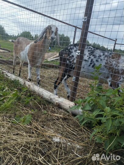 Нубийские козы