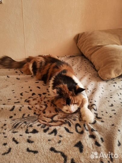 Кошка в дар
