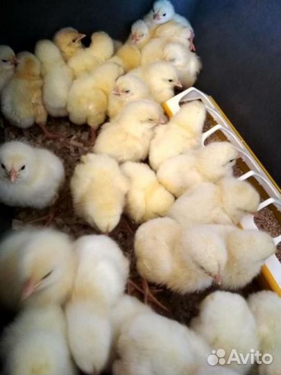 Цыплята Кобб 500