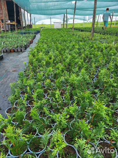 Саженцы черенки