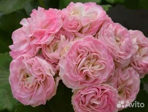 Герань пеларгония