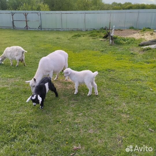 Продам козликов