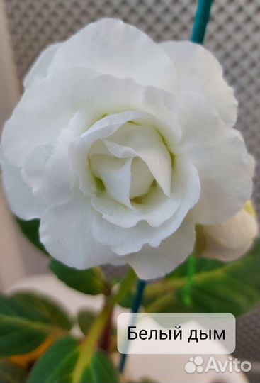 Глоксиния клубни